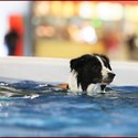 ENCI WINNER 2018 - Splash Dog