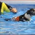 ENCI WINNER 2018 - Splash Dog