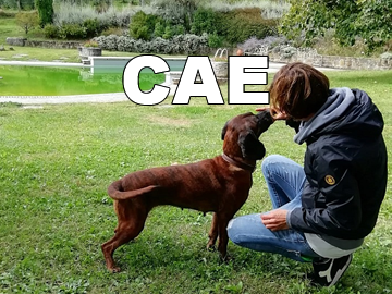 cae
